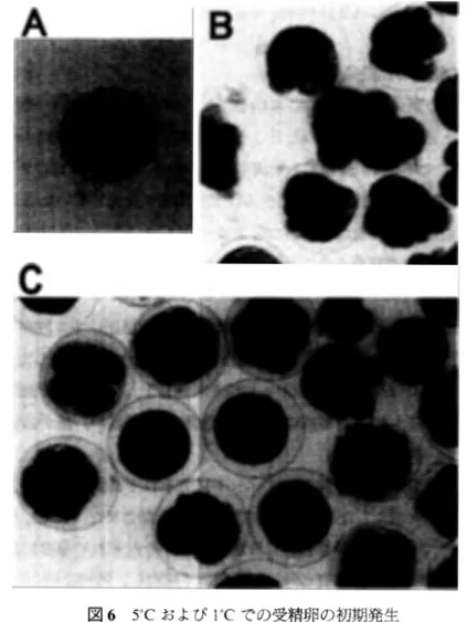 図 6 5 ゜ C お よ び l ゜ Cでの受精卵の初期発生