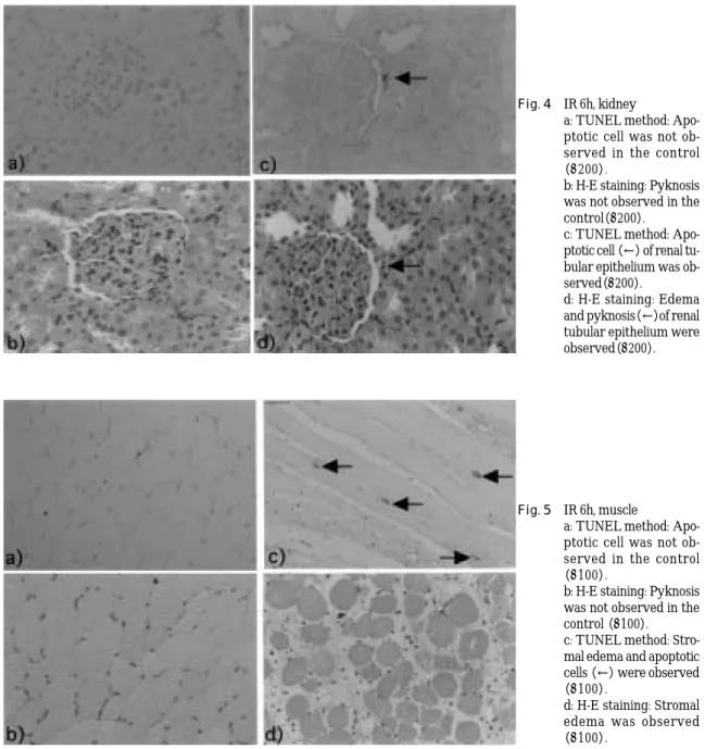 Fig. 4 IR 6h, kidney
