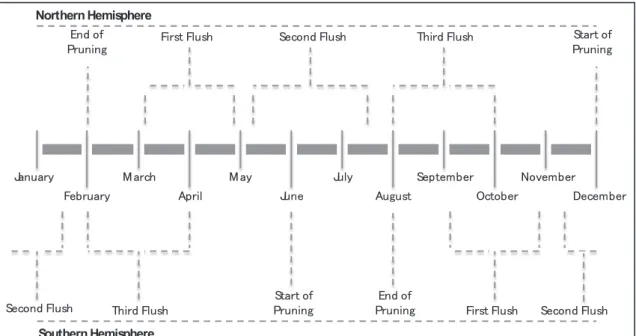 Figure 2.2　Typical Tea Cultivation Process Diagram Source: Author, 2013