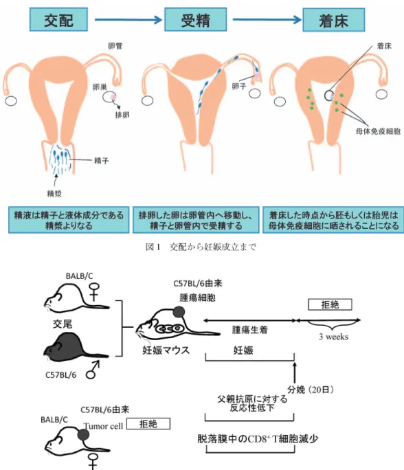 図 1 交配から妊娠成立まで 図 2 妊娠時には父親移植抗原に対して一過性にトレランスが生じる I. 妊娠時には父親抗原特異的なトレランスが一過 性に誘導される BALB/C ♀マウスに C57BL/6 ♂マウス由来の腫 瘍細胞を接種すると，腫瘍細胞は生着できずに拒絶 される．一方 BALB/C ♀マウスと C57BL/6 ♂マ ウスを交配して妊娠させてから，C57BL/6 由来の 腫瘍細胞を接種すると，腫瘍細胞は生着する．但 し，他のマウス由来の腫瘍細胞を妊娠 BALB/C マ ウスに接種しても，腫瘍細胞