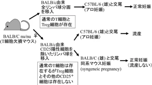図 3 制御性 T 細胞はアロ妊娠維持には必要である らびにヒト妊娠維持に制御性 T 細胞が重要な役割 りを果たすことが報告された 4,5) ．図 3 に示す如く， T 細胞欠損マウスである BALB/C nu/nu（♀）マ ウ ス に BALB / C 由 来 全 リ ン パ 球 を 移 入 し ， C57BL/6（♂）マウスと交配させても，流産は生 じ な い ． 一 方 ， CD25 陽 性 リ ン パ 球 を 除 い た BALB/C 由来リンパ球を BALB/C nu/nu ♀マウス に移入した後