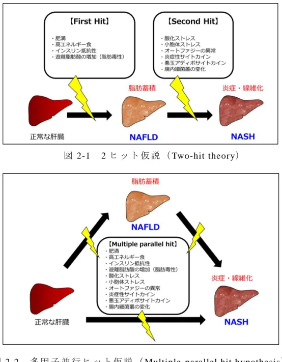 図 2-2   多 因 子 並 行 ヒ ッ ト 仮 説 （ Multiple-parallel hit hypothesis ）