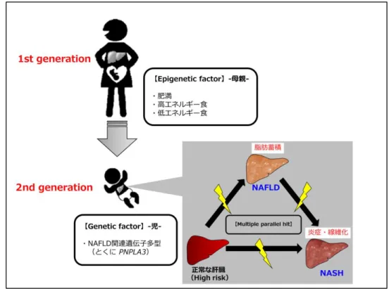 図 2-3 DOHaD 仮 説 の 視 点 か ら み た NAFLD 発 症 機 序