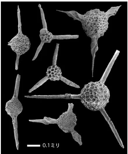 図 5  隕石衝突により絶滅した放散虫化石の電子顕微鏡写真。スケールバーの長さは 0.1 ミリ。 