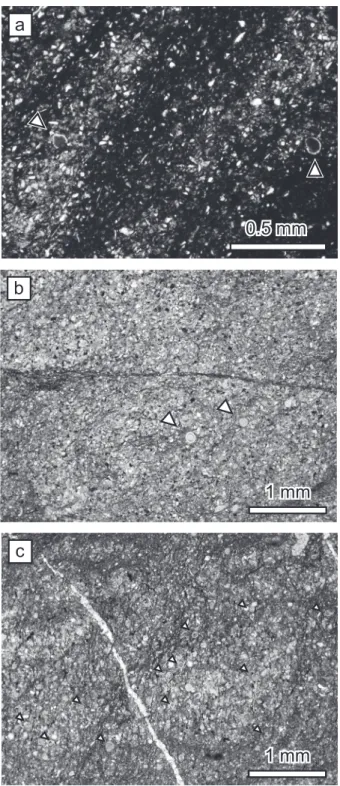 Fig. 3   Photomicrographs of mudstone bearing radiolarians.