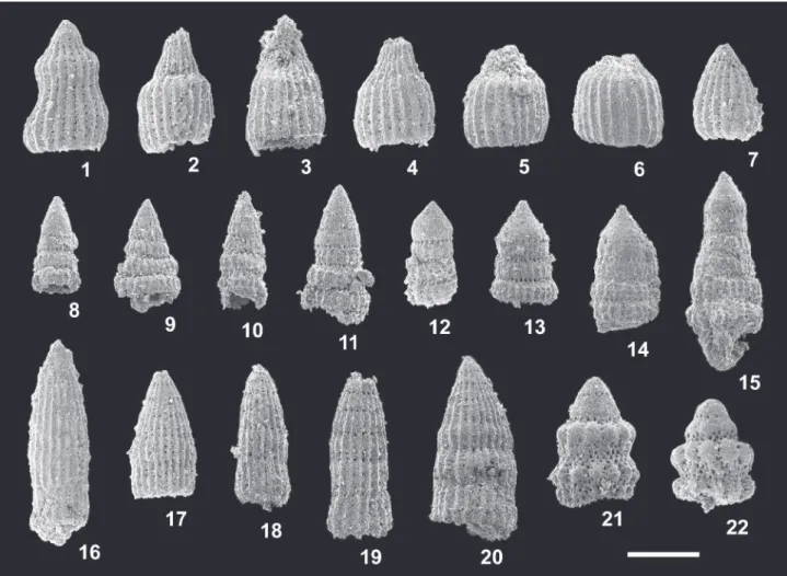Fig. 4   Radiolarians from red mudstone of the Osodani Unit (KT2-101803c).