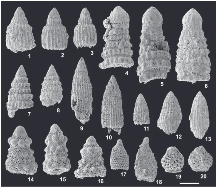 Fig. 5   Radiolarians from grey mudstone of the Osodani Unit (KT3-100901a).