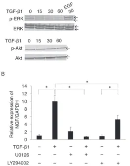 Figure  ３：Basal activity of ERK and PI3K/Akt  seemed  to  play  an  important  role  in  TGF- β 1-promoted NGF expression.