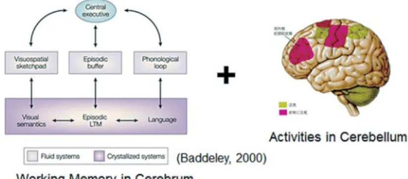 Figure 3. The cerebellum and its relation to working memory in the cerebrum.