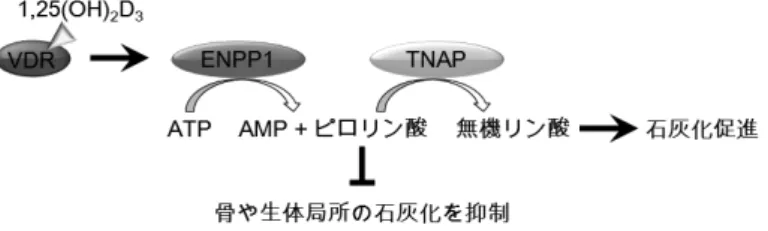 図 2 　ピロリン酸量の変化を介した1,25(OH) 2 D 3 -VDR シグナルの石灰化調節作用