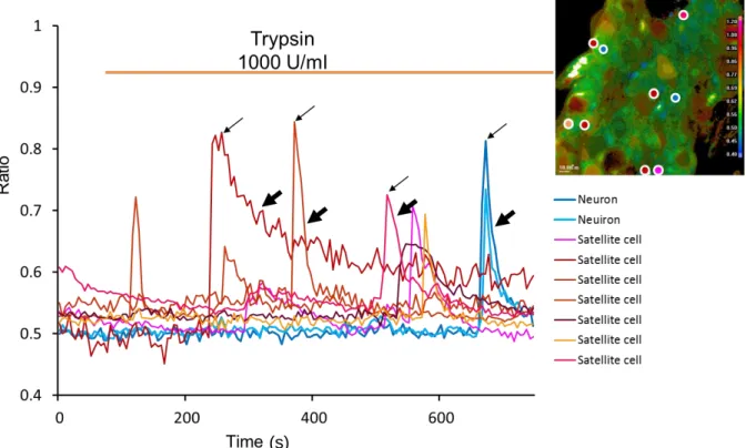 Fig. 4. Effect  of  trypsin. [Ca 2+ ] i  changes in SCG following continuous perfusion with trypsin was analyzed as described for Fig