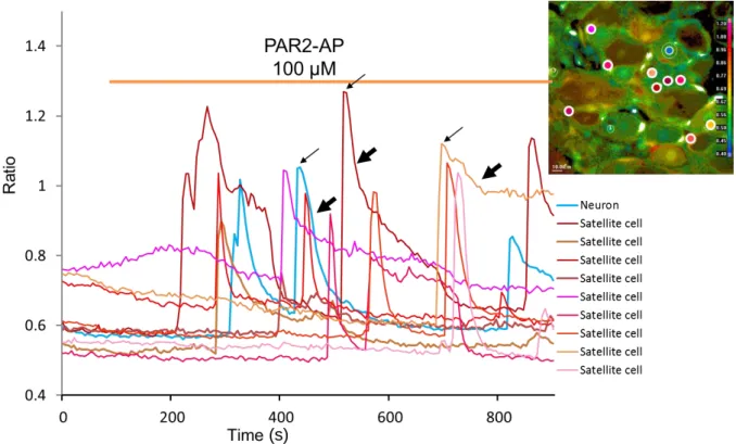Fig. 5. Effect of PAR2-AP. [Ca 2+ ] i  changes in SCG following continuous perfusion with PAR2-AP was analyzed as described for Fig