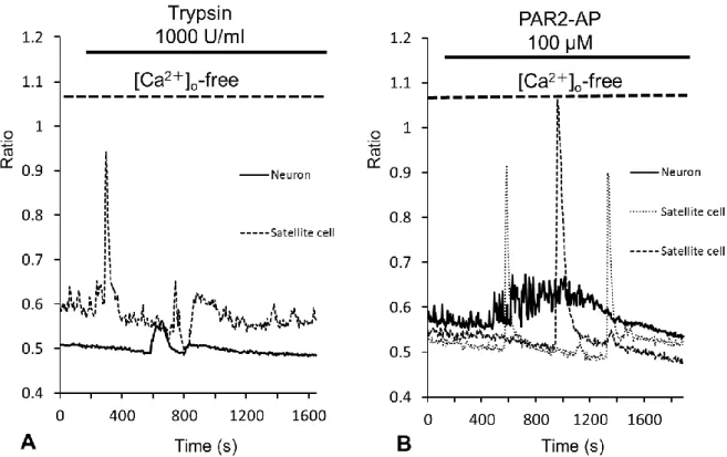 Fig.  7.  Effect  of  extracellular  Ca 2+ -free  ([Ca 2+ ] o   -free)  conditions.  Time  courses  of  [Ca 2+ ] i   changes  induced  by  trypsin  (A)  and  PAR2-AP  (B)  in  specific  regions  (about  1  µm 2 )