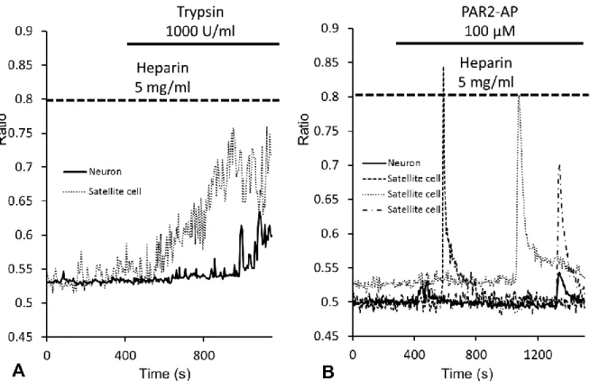Fig. 9. Effect of heparin. Time courses of [Ca 2+ ] i  changes induced by trypsin (A) and PAR2-AP (B) in specific regions (about 1  µm 2 )