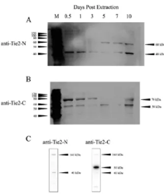 Fig. 4   Quantitative analysis of Western blots of Tie2 in tooth  extraction wounds (n = 4)