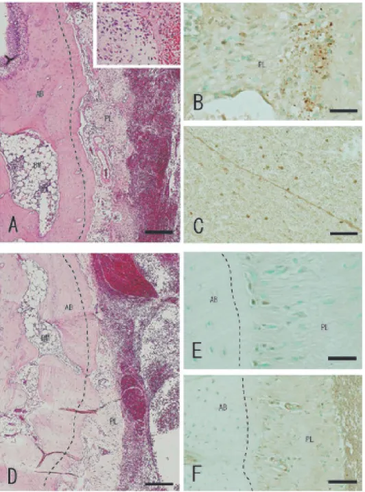 Fig. 1   Histopathological analysis of extraction sockets 12 h and 1 day after tooth extraction