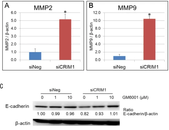 図 8 CRIM1 発現消失時の E-cadherin タンパク質分解への MMPs の関与