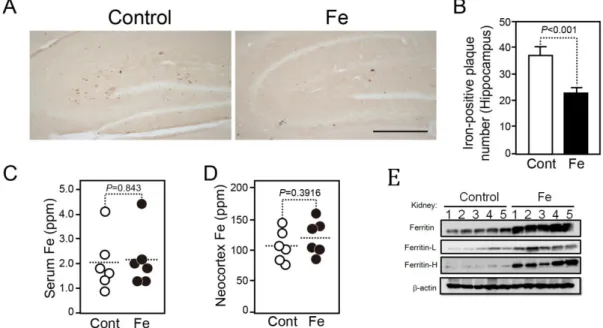 Fig. 2. A. Comparison of iron deposition in the hippocampus of control and  ferrous  sulfate  water-treated  14-month-old  hAPPSwInd  mice
