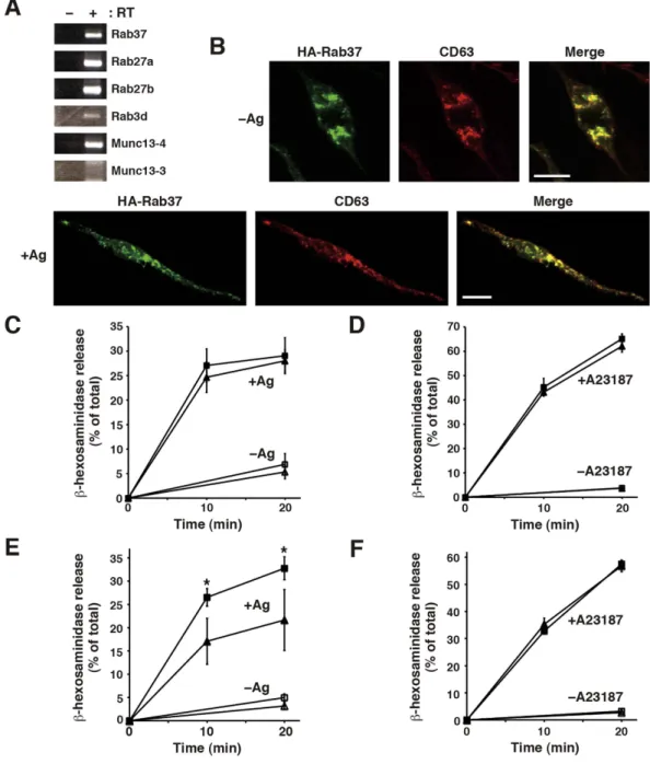 Figure 1.  The Rab37 GTPase resides on secretory granules and its dominant-active mutant shows increased  antigen-induced degranulation in RBL-2H3 cells