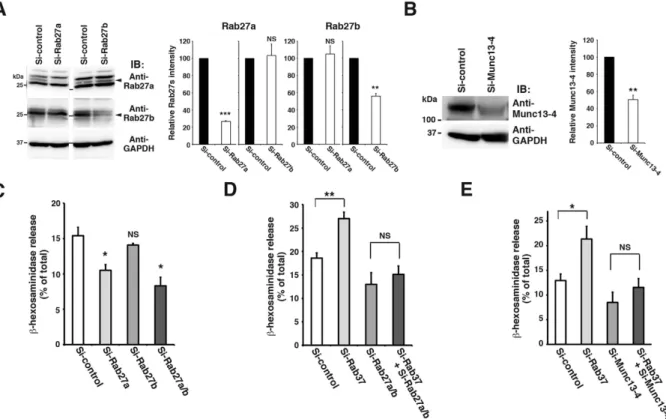 Figure 4.  Hypersecretion phenotype of the Rab37-knockdown RBL-2H3 cells requires an intact   Rab27-Munc13-4 system