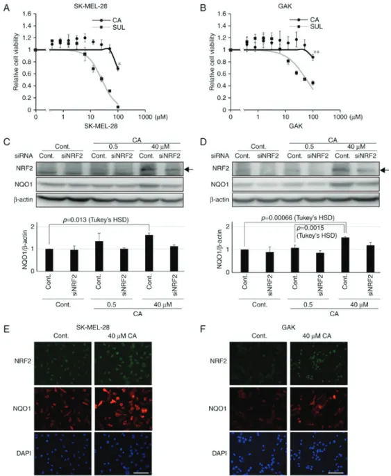 Figure 3. Carnosic acid stabilizes NRF2 and induces further expression of NQO1. Viability of (A) SK-MEL-28 and (B) GAK cells treated for 24 h with CA or  SUL