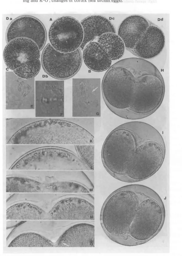 FIGURE 2 A-C and D : Effect of podophyllin «(;(u,cella and sea urchin eggs), C -G: Disintegration of grasshopper spermatocytes