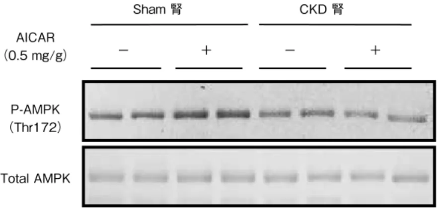 図 2 　 CKD  （ 5/6  腎摘） においては AICAR 刺激が入りにくい Sham 群のマウスでは AICAR  による AMPK の活性化（ Thr172 のリン酸化の 上昇）を認めるが， CKD 群のマウスでは AICAR による AMPK 活性化の程度 が減弱されていた。      　　（文献 6 より引用，改変）P-AMPK（Thr172）AICAR（0.5 mg/g）CKD 腎 Sham 腎Total AMPKー＋ー＋ ー ー ＋高たんぱく食 低たんぱく食 P-AMPK A-76966