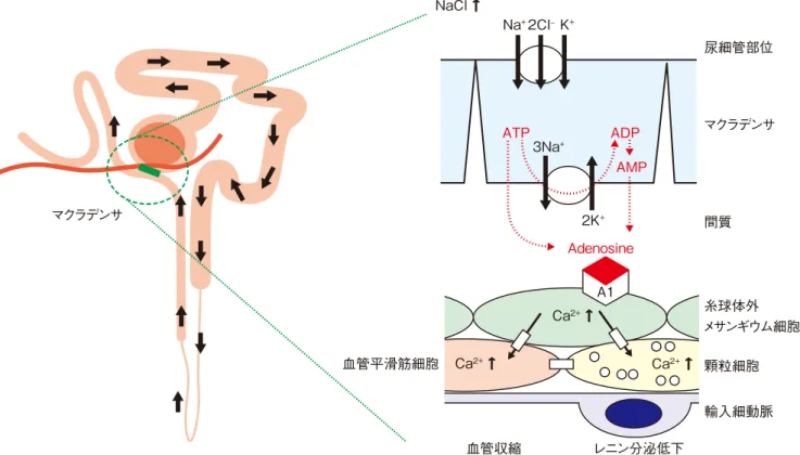 図 1  マクラデンサによる尿中 NaCl 増減の感知と輸入細動脈圧調節機構（ tubulo-glomerular feedback ： TGF ） マクラデンサに到達する NaCl 量が増加するに伴い，濃度依存性に Na-K-Cl イオンがマクラデンサ構成細胞に流入する。結果 として， ATP からアデノシンへの代謝が生じ，アデノシンは間質に放出され（あるいは間質で ATP が代謝され），間質アデノ シン濃度は上昇する。糸球体外メサンギウム細胞のアデノシン A1 受容体にアデノシンが結合することにより，細