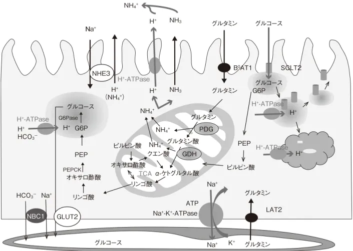 図 1　H + -ATPase とアンモニア産生・糖新生・membrane recyclingNNa+Na+Na+Na+K+  H+ H +H+H+H+HCO3－HCO3－NH3H+（NH4+）NH4+NH4+NH4+NH4+H+NH3B0AT1PEPCKG6PaseG6PPEPPEPPDGNBC1NHE3Na+-K+-ATPaseH+-ATPaseH+-ATPaseH+-ATPaseTCAH+-ATPaseリンゴ酸ATPオキサロ酢酸リンゴ酸GLUT2GDHグルタミングルタミン酸クエン酸ピルビン酸ピルビン酸
