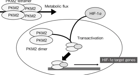 図 8 　   PKM2  2 量体による HIF-1 αの転写活 性化 通常， PKM2 は 4 量体を形成し酵素として機 能している。しかし， PKM2 の 2 量体は HIF-1 αと結合し HIF-1 αの転写活性化を惹起す る。 HIF-1 αの無秩序な発現は，尿細管細胞 に細胞外基質産生細胞（間葉系細胞）への分 化を誘導する可能性がある。