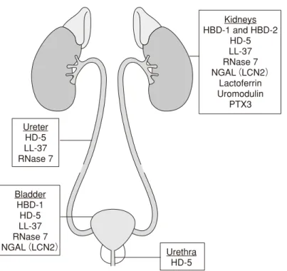 表 2 ヒトの腎集合管で産生される抗微生物ペプチドUreterHD-5LL-37RNase 7UrethraHD-5BladderHBD-1LL-37HD-5RNase 7NGAL（LCN2）KidneysHBD-1 and HBD-2HD-5LL-37RNase 7NGAL（LCN2）LactoferrinUromodulinPTX3
