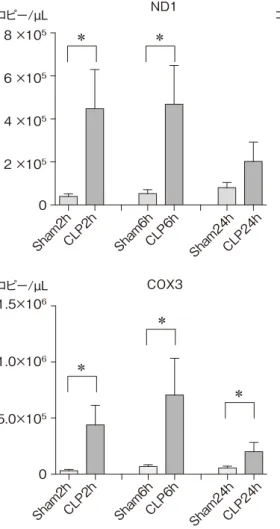 図  1  血漿ミトコンドリア DNA （ ND1 ，チトク ローム B ， COX3 ）の CLP 後の動態 CLP 後 2 〜 6 時間後ミトコンドリア DNA は血漿 中に大量に循環している。 ＊ p ＜ 0.05 ND1 ：  NADH デヒドロゲナーゼサブユニット COX3：  チトクロームオキシダーゼサブユニット3