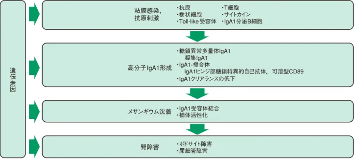 図 1　IgA 腎症の病因仮説