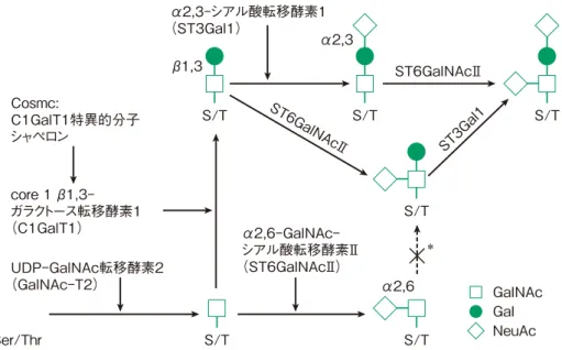 図 2　IgA1 ヒンジ部 O 結合型糖鎖の生成過程