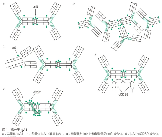 表 1　IgA 受容体 ヒト IgA1 受容体 結合 主な発現 Fcα受容体（Fc α RI；CD89） IgA1，IgA2 好中球，単球，マクロファージ，好酸球，樹状細胞，クッパー 細胞 アシアロ糖蛋白受容体（ASGP—R） IgA1，IgA2 肝細胞 多量体免疫グロブリン受容体（pIgR） IgA1，IgA2，IgM 粘膜上皮細胞 トランスフェリン受容体（TfR；CD71） IgA1 メサンギウム細胞，ユビキタスにさまざまな細胞に低発現 Fcα ／μ受容体 IgA1，IgA2，IgM 成熟 B 細胞，マ