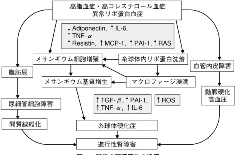 図 3 FSGS 症例の間質 Foam Cell （HE 染色，×100）