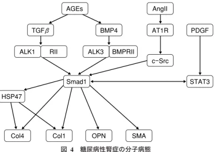 図  4 糖尿病性腎症の分子病態 AT1R：type 1 angiotensinⅡ receptor
