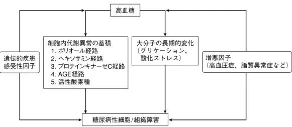 図  1 高血糖による糖尿病合併症の発症・進展 AGE：advanced glycation endproducts