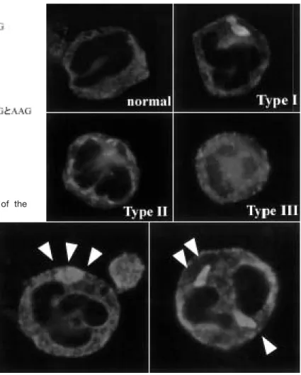 Fig.  3. Immunofluorescent analysis of granulocytes  using anti-NMMHC−ⅡA antibody