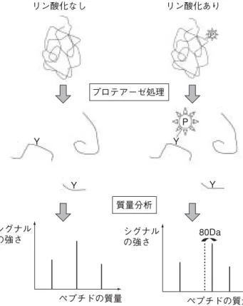 図  2 Nephrin 細胞内領域のリン酸化によるペプチド質量の変化