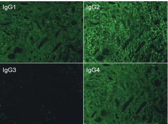 Fig.  5. Electron microscopic findings