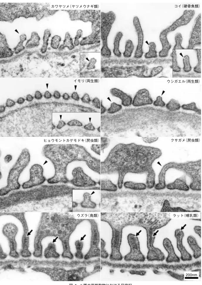 図  2 8 種の脊椎動物における足突起 矢印でアクチン束を，矢頭でアクチン小束を示している。アクチン網は通常の電顕標本ではやや電子密度の高い無定形 な物質として認められる。写真はすべて同じ倍率  （文献 2 を引用，改変）カワヤツメ（ヤツメウナギ類） コイ（硬骨魚類）イモリ（両生類）ウシガエル（両生類）ヒョウモントカゲモドキ（爬虫類）クサガメ（爬虫類）ウズラ（鳥類）ラット（哺乳類） 200nm