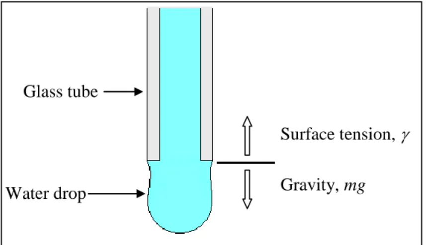 Fig. 3-5: The Opposition between water surface tension and gravity on a water drop 