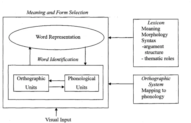 Figure 3.3: Word Recognition Processing in Perfetti's Reading M odel (Perfetti, 1999)