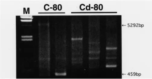 図 8 ラット尿細管上皮ミトコンドリア DNA の ATPase や cytochrome  oxidase 遺伝子の 存在する領域に出現した DNA の断裂（Cd-80）。C-80 は対照