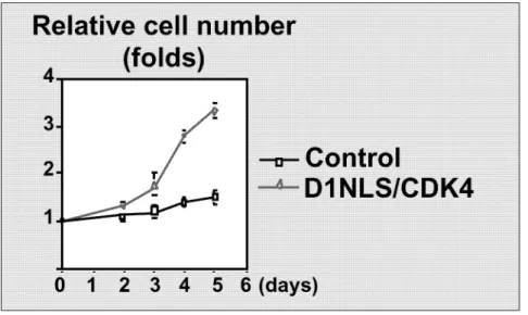 図 4 サイクリン D1‑NLSアデノウィルスにより培養心筋細胞が増殖した．(文献 4より，一部改変)