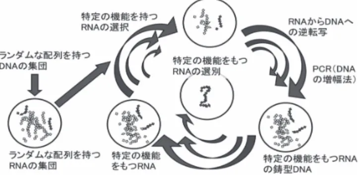 図 2 ． In vitro selection 法による種々の機能性 RNA の創成過程