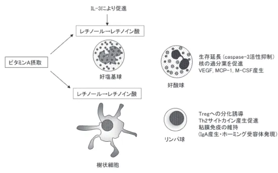 図 3. レチノイン酸と免疫細胞の関わり レチノイン酸はヒト好酸球に対し，その核内受容体 RAR, RXR を介して強力な生存延長作用を有する．経口 摂取されたビタミン A はレチノールとして貯蔵されるが，局所で好塩基球や樹状細胞の持つ酵素により主 要な活性体であるレチノイン酸へと変換され，好酸球性炎症の維持，リンパ球の機能発揮に重要な役割を担っ ていると考えられる．Akita University