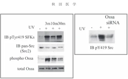 図 3. 紫外線照射による Src の活性化には Ossa が必要である．UV 刺激により Src が活性化（Tyr419 のリ