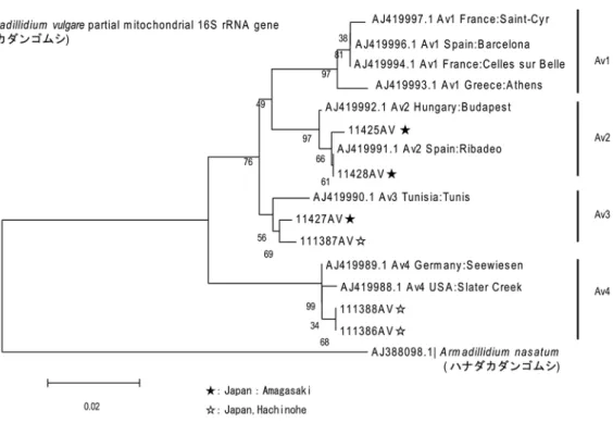 図 5  ミトコンドリア DNA の 16S 領域について行った解析結果    【考察】  遺伝子解析実験には技術の習得と遺伝子 そのものに対する理解という２つの目的が ある。技術の習得を目的とするだけであれ ば、市販の食材などをスーパーで購入して くれば安く安定した実験材料を得ることは 可能である。しかし遺伝子の働きを生物と 結びつけて理解・実感するためには、野外 で生活を営んでいる生物を生徒自身が採集 し、解析実験を行うことが重要である。  オカダンゴムシは約 3 分 1 の生徒が高校 生になっても“か